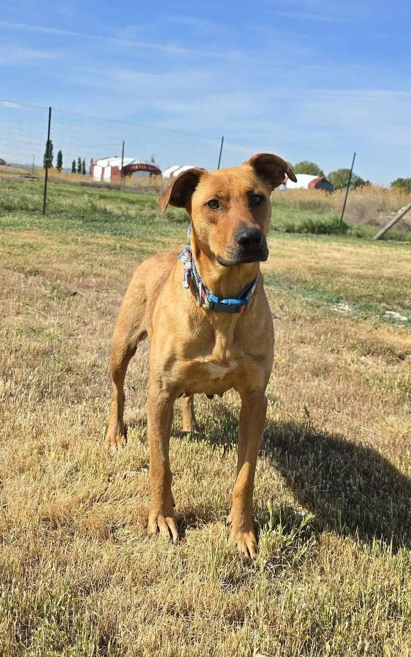 Heartline thumbnail 3