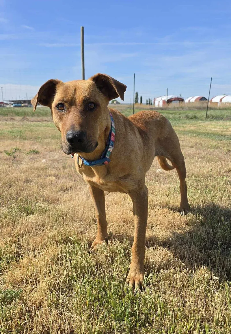 Heartline thumbnail 4