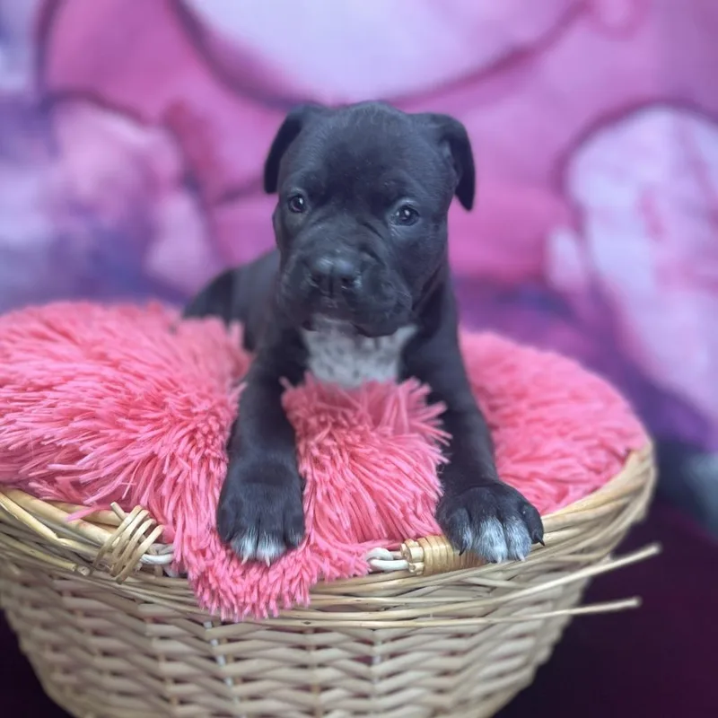 Vinnie