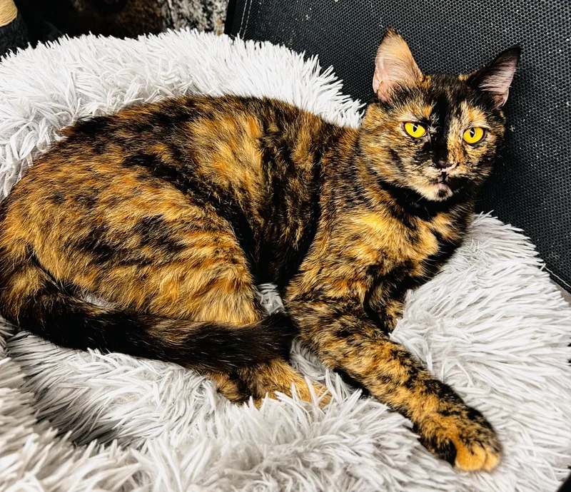 A baby medium-sized female Tabby (Buff / Tan / Fawn) American Shorthair cat named Brookie A Playful Cookie! for adoption in The Dalles, OR