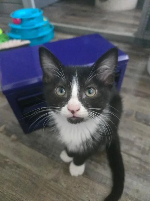 A baby medium-sized female Black & White / Tuxedo Domestic Short Hair cat named Hilti for adoption in Murfreesboro, TN