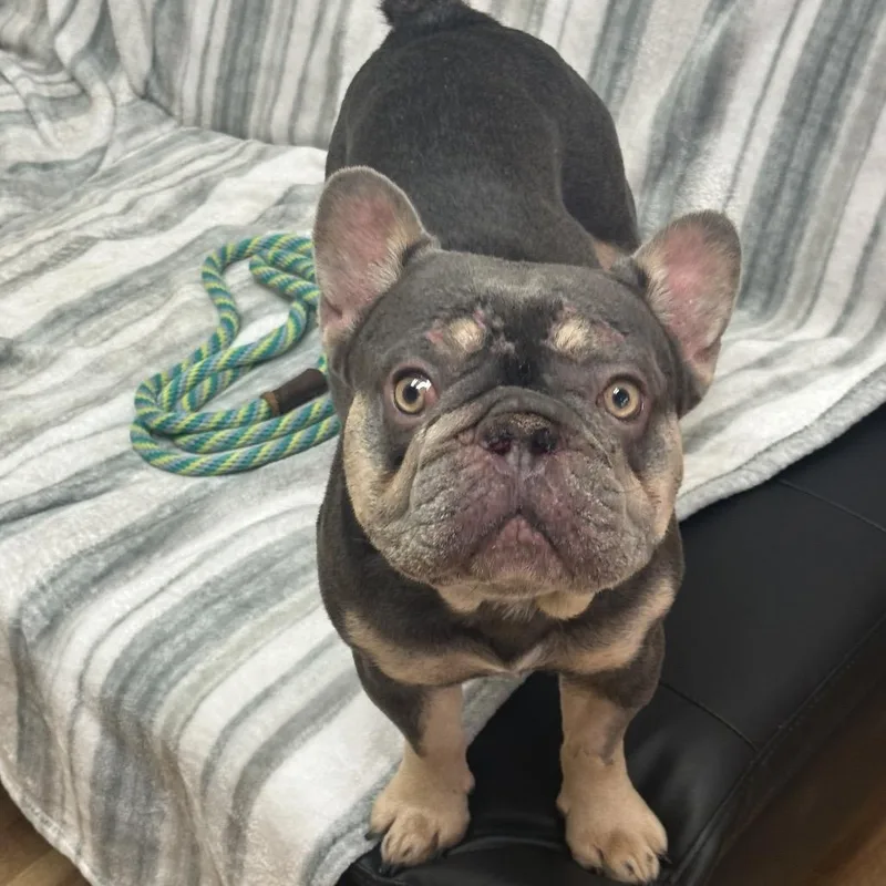 An adult medium-sized male Gray / Blue / Silver French Bulldog dog named Nipsey for adoption in Santa Barbara, CA