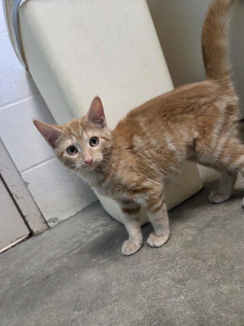A young medium-sized female Domestic Short Hair cat named Piggy for adoption in Chilton, WI
