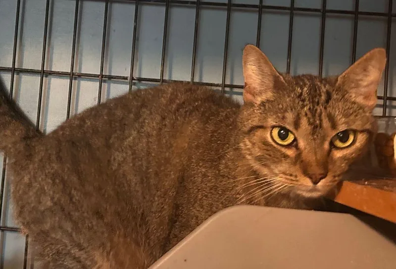 An adult large-sized female Domestic Short Hair cat named Mimic for adoption in East Hartford , CT