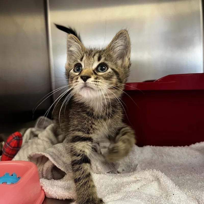 A baby small-sized male Brown / Chocolate Domestic Short Hair cat named Everest for adoption in Harrisville, WV