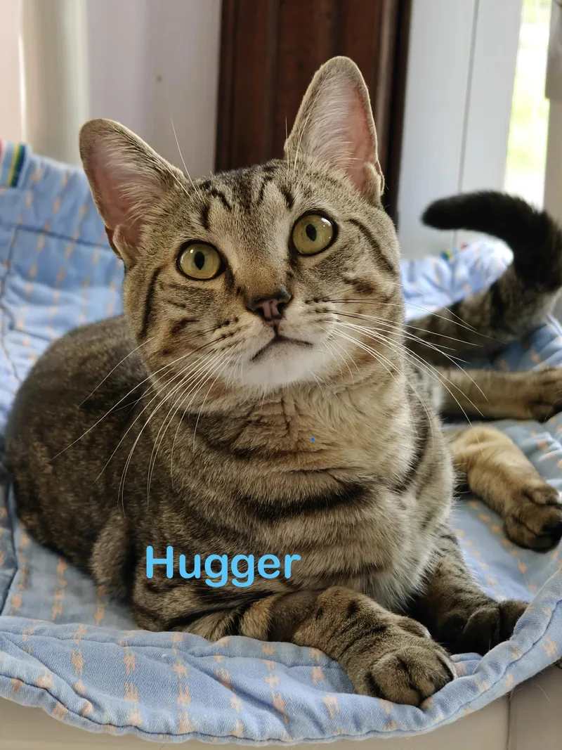 Hugger thumbnail 2