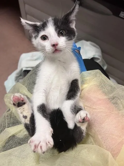 A baby small-sized male Domestic Short Hair cat named Stitch for adoption in San Jose, CA