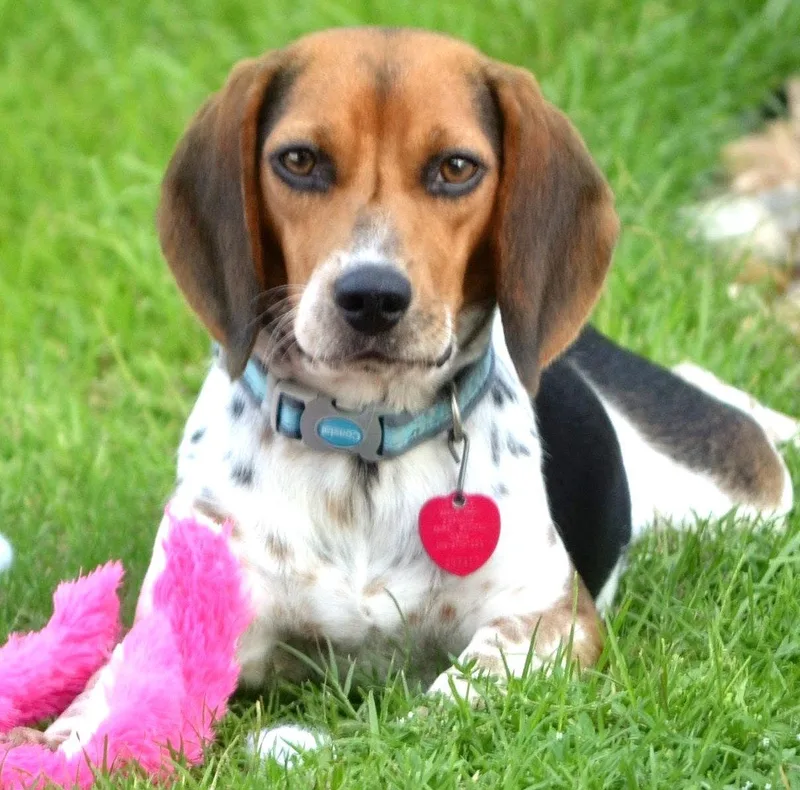 A young small-sized female Beagle dog named Gemma for adoption in Dunnellon, FL
