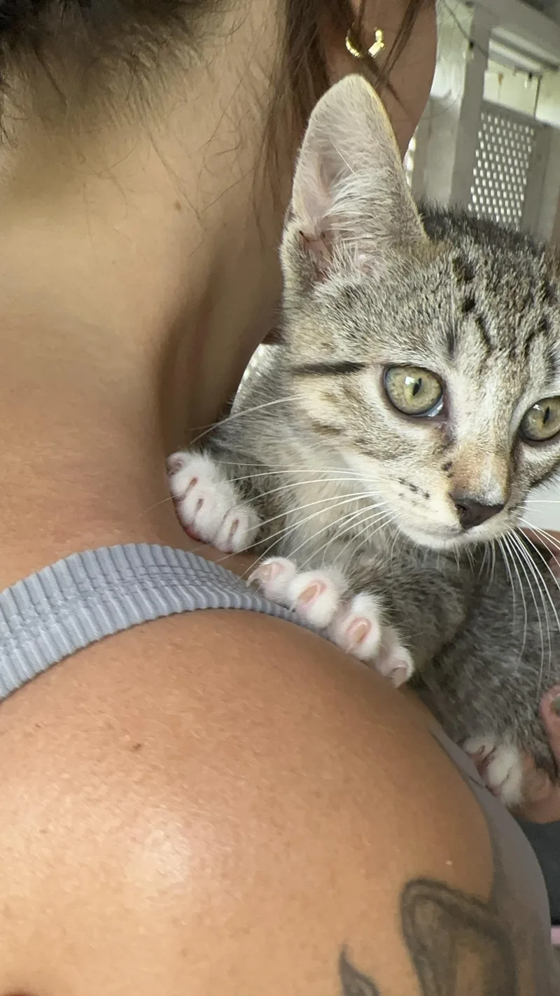 A baby small-sized female Tabby (Brown / Chocolate) American Shorthair cat named Gumdrop for adoption in Wallkill, NY