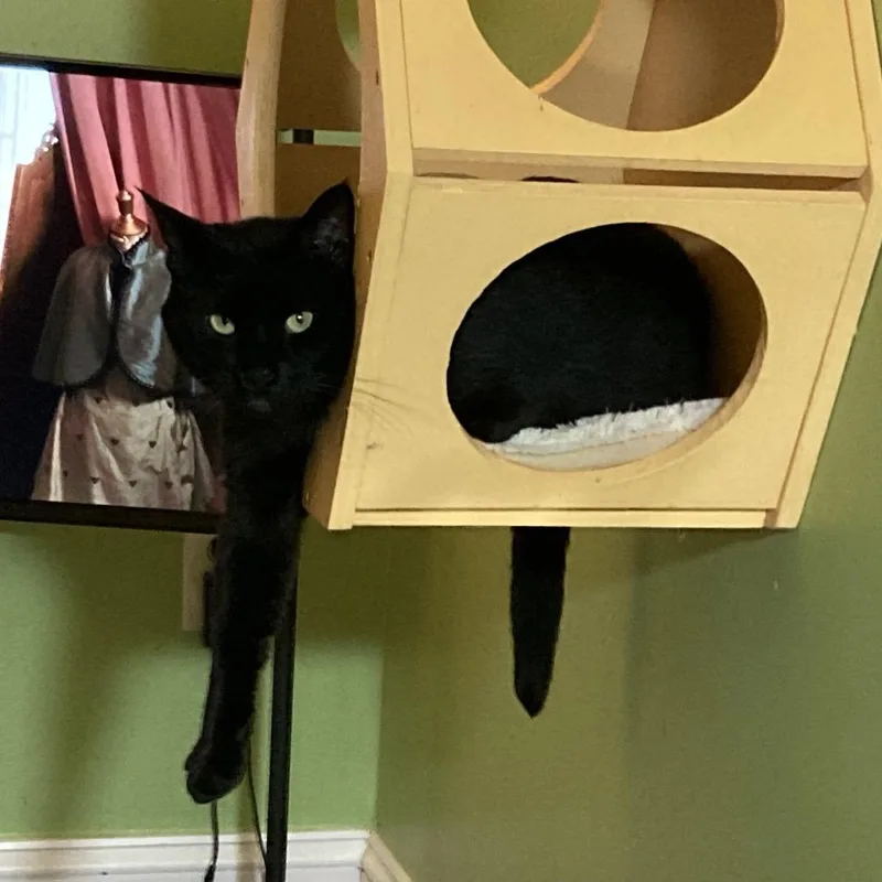 An adult large-sized male Black Domestic Short Hair cat named Storm for adoption in Fairfax Station, VA