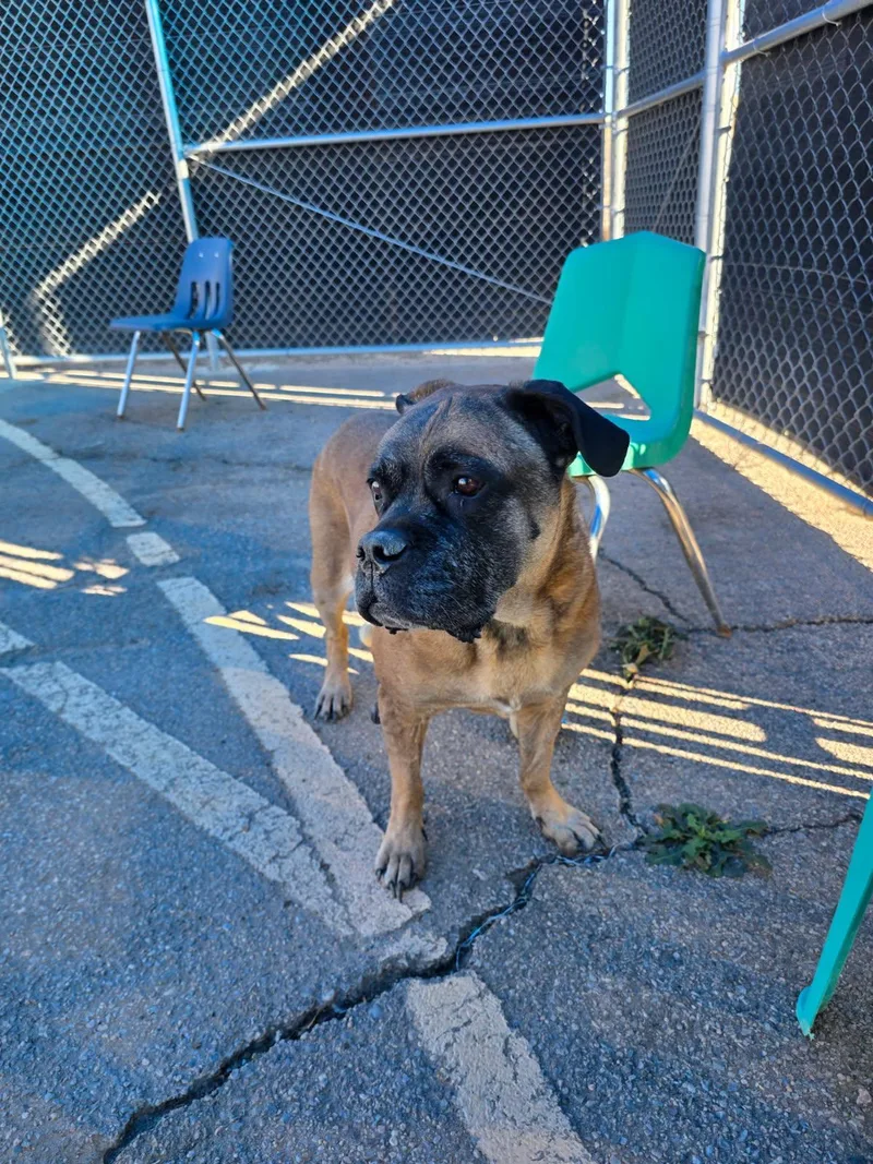 A senior large-sized female Yellow / Tan / Blond / Fawn Mastiff dog named Sadie for adoption in Bernalillo, NM