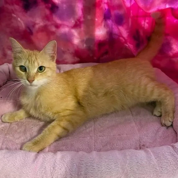 A young medium-sized female Orange / Red Domestic Short Hair cat named Maggie for adoption in Jupiter, FL
