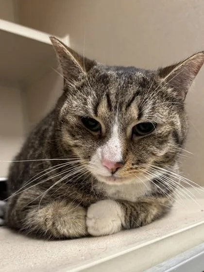 An adult medium-sized female Domestic Short Hair cat named Blanca for adoption in East Brookfield, MA