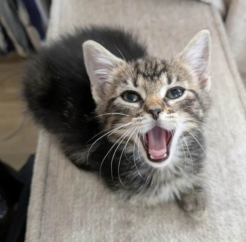 A baby medium-sized male Domestic Short Hair cat named Obi for adoption in Sanford, NC