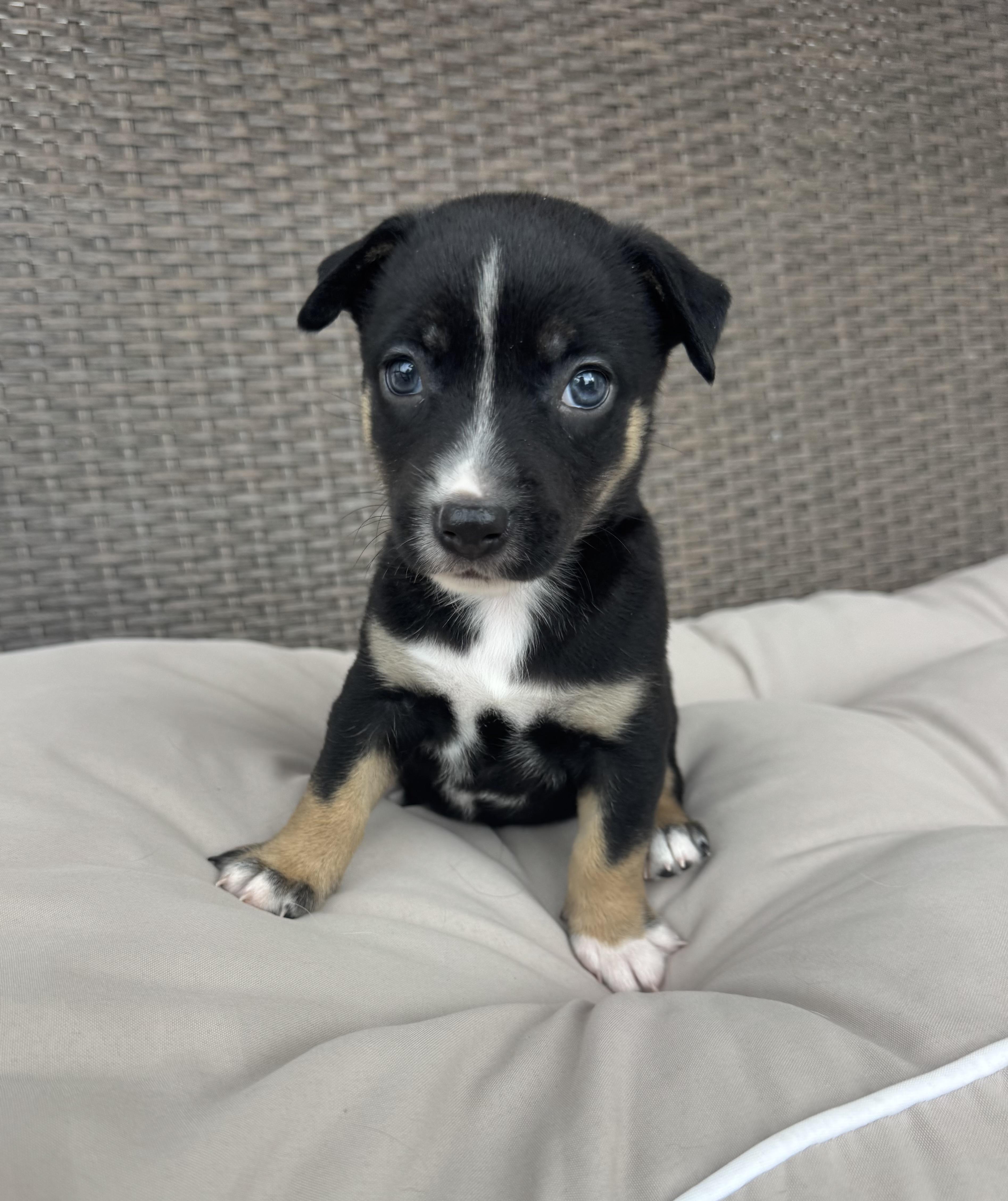 Molly