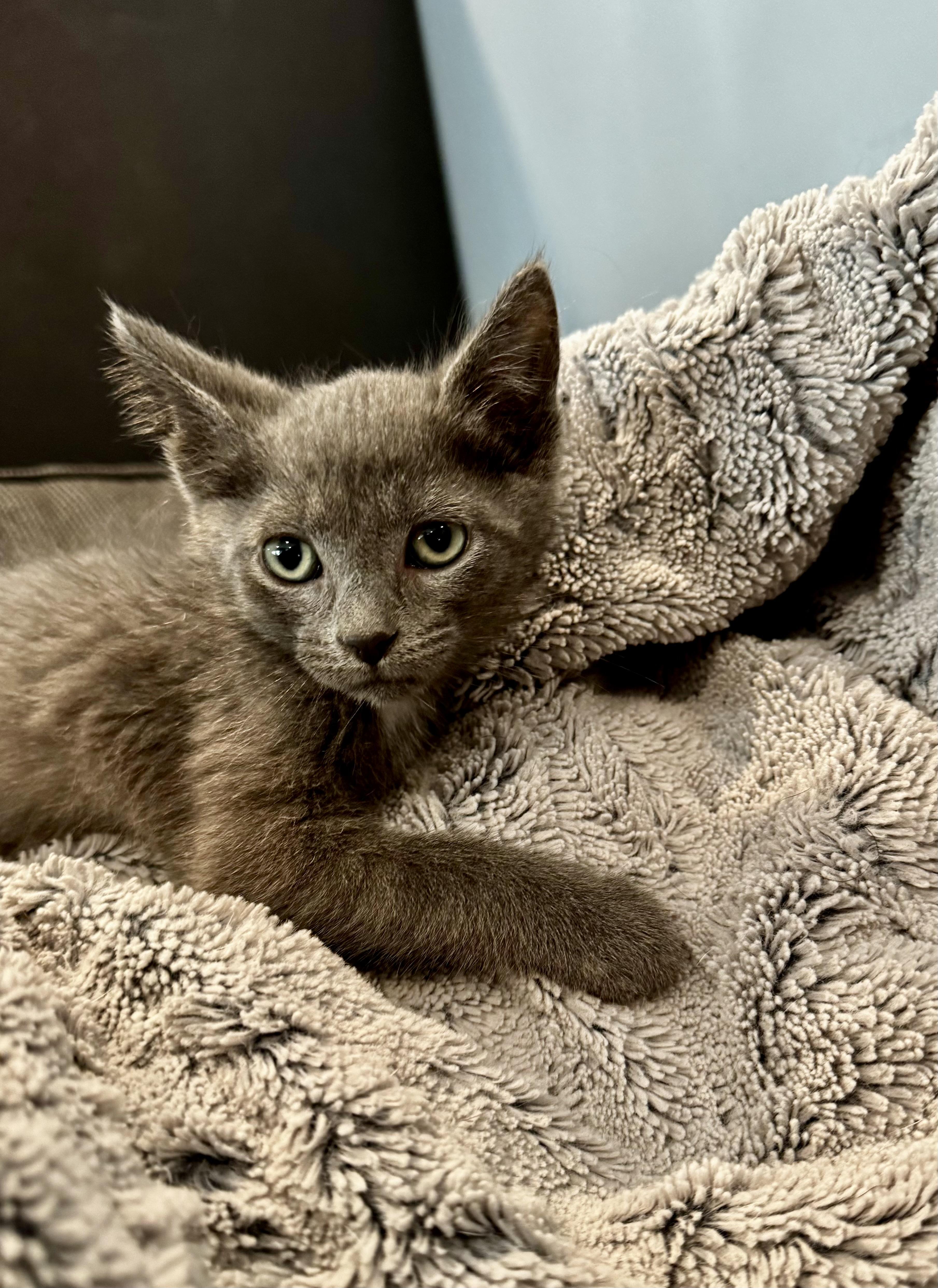 A baby small-sized male Gray / Blue / Silver Domestic Short Hair cat named Neptune for adoption in Hartland, MI