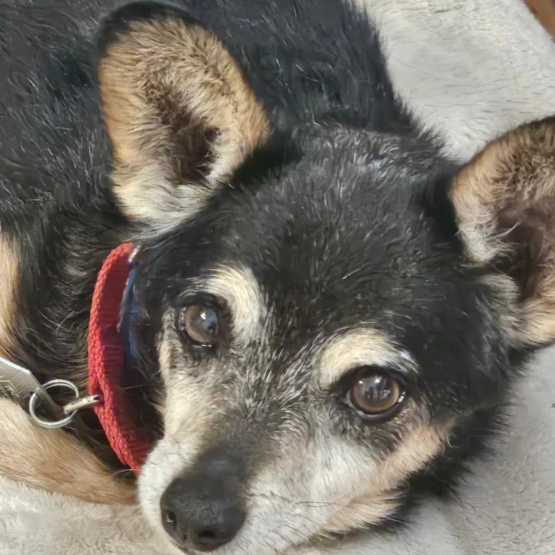 A senior small-sized male Black Mixed Breed dog named Alvin for adoption in Chattanooga, TN