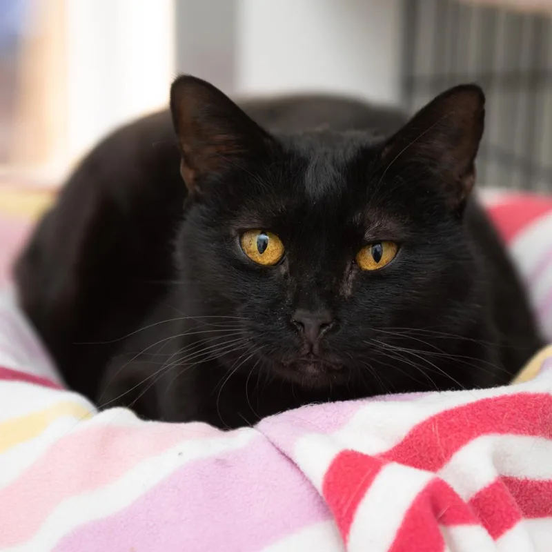 A senior large-sized male Black Domestic Short Hair cat named Onyx for adoption in Kanab, UT