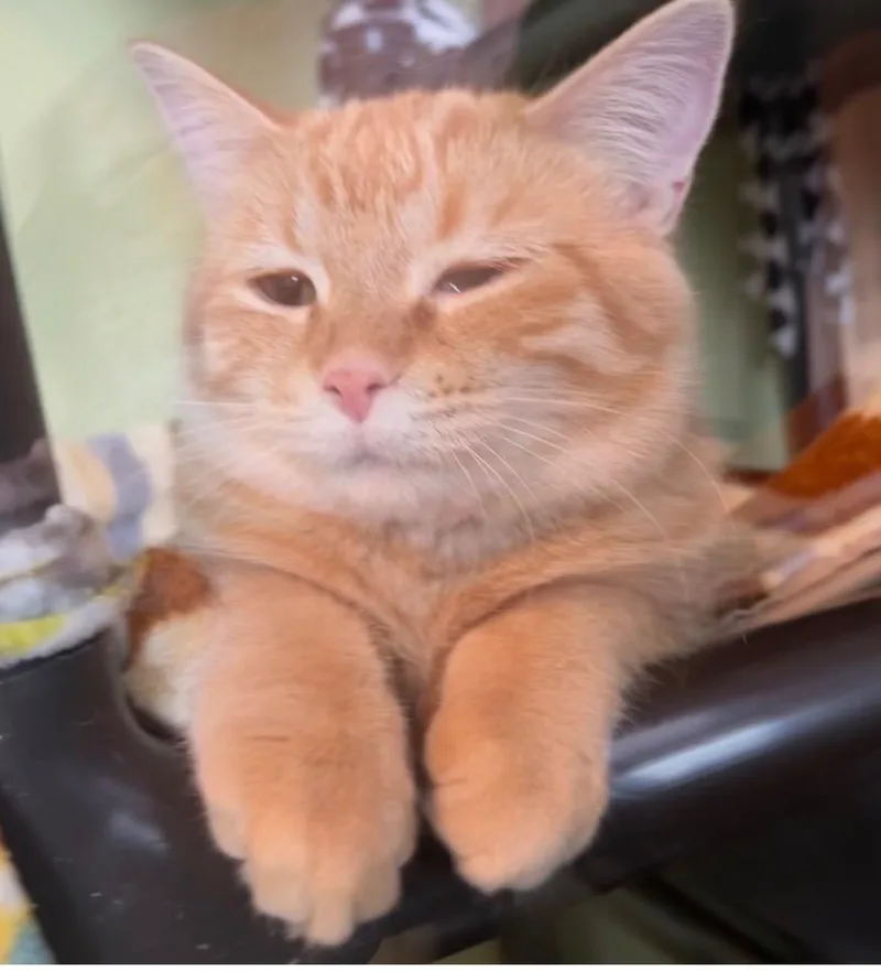 A baby medium-sized female Domestic Short Hair cat named Baroness for adoption in Rice Lake, WI