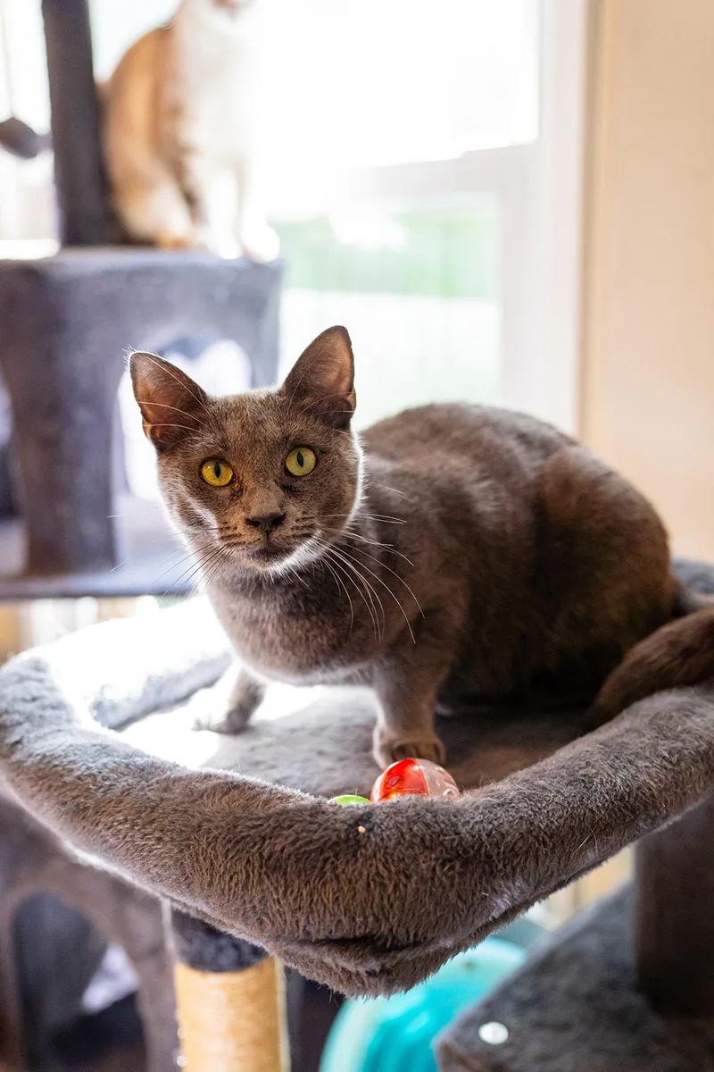 An adult medium-sized female Gray / Blue / Silver Domestic Short Hair cat named Dove for adoption in Dellslow, WV