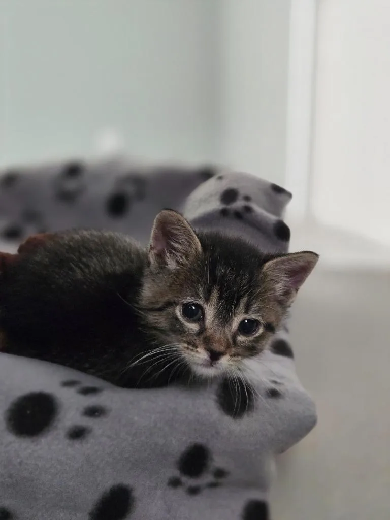 A baby large-sized male Domestic Short Hair cat named Volt for adoption in Viroqua, WI