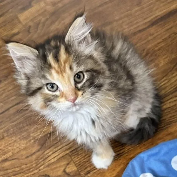Ember Best Friends With thumbnail 2