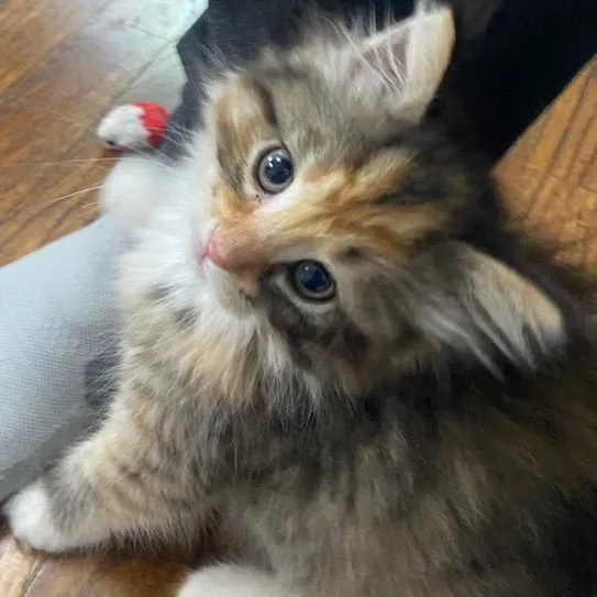 Ember Best Friends With thumbnail 3