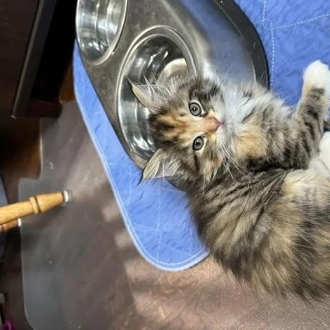 Ember Best Friends With thumbnail 5