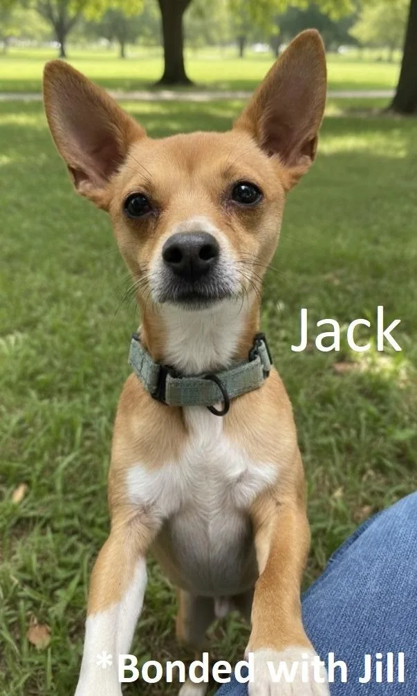 Jack