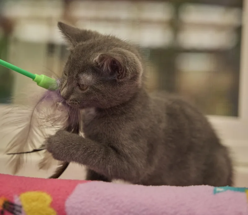 A baby medium-sized male Domestic Short Hair cat named Gus for adoption in Santa Barbara, CA