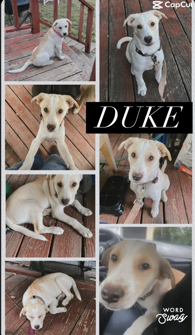A young medium-sized male Apricot / Beige Labrador Retriever dog named Duke for adoption in canyon lake, TX
