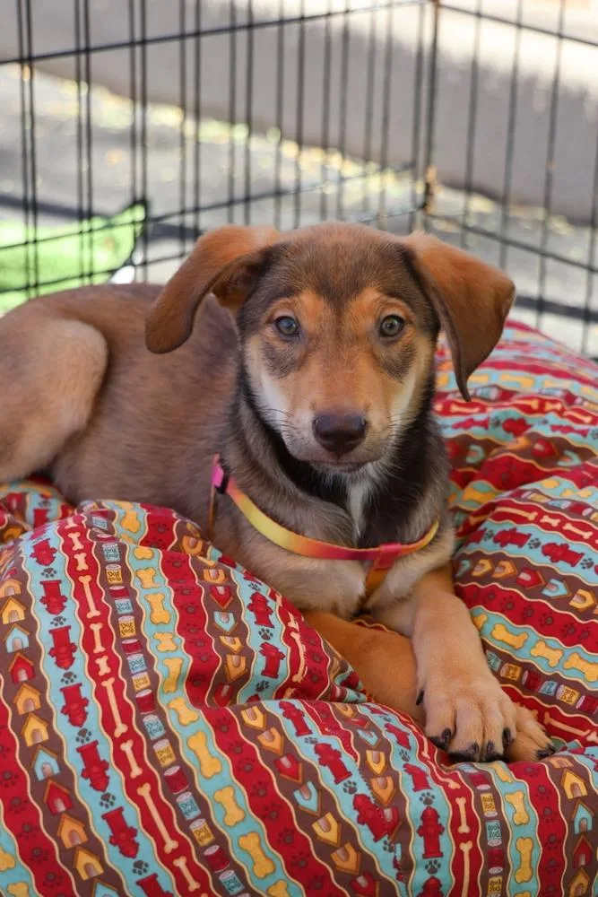 Einsteinium thumbnail 2