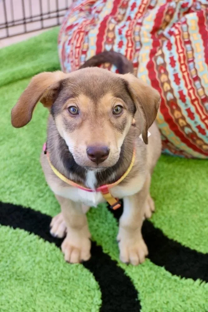 Einsteinium thumbnail 3