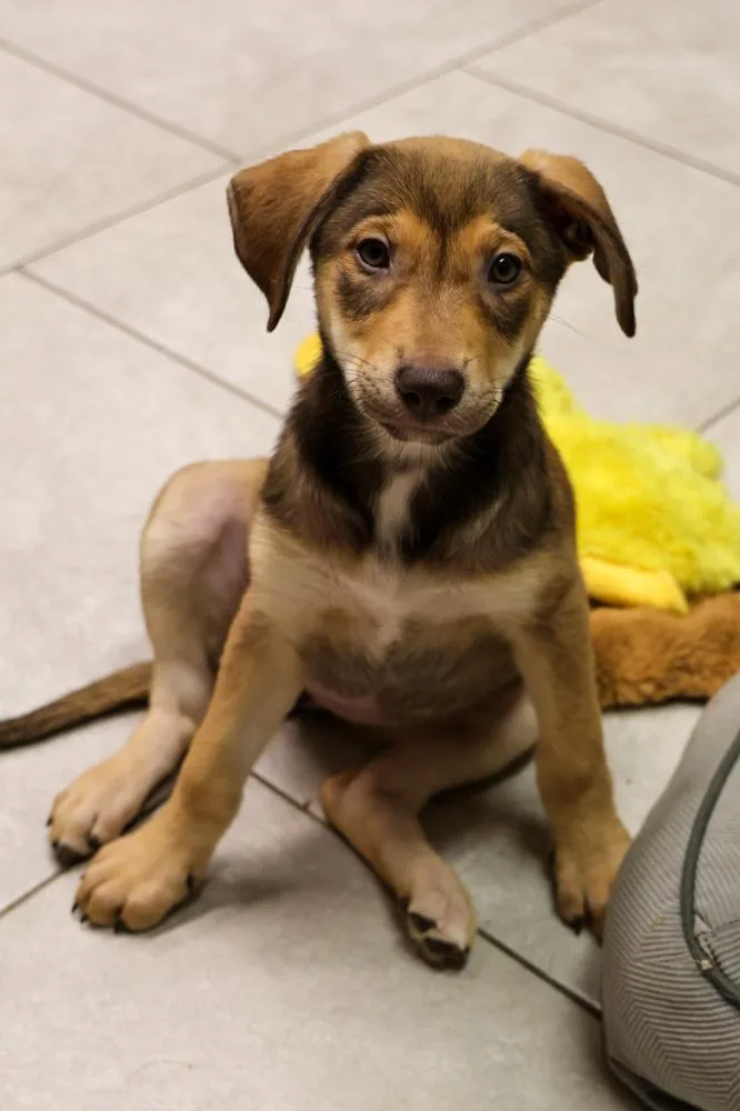 Einsteinium thumbnail 4