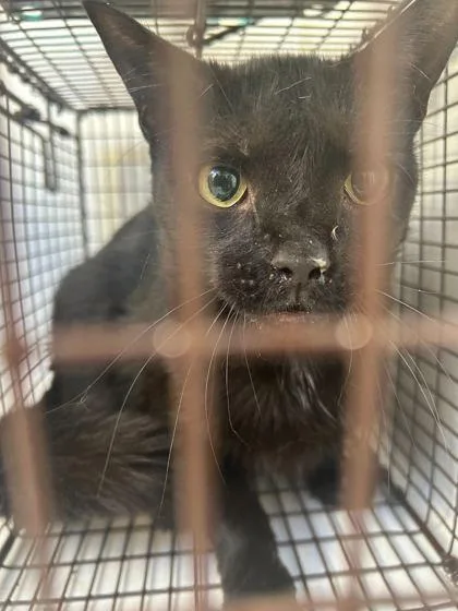 A young small-sized male Domestic Short Hair cat named Happy Frog for adoption in Knoxville, TN