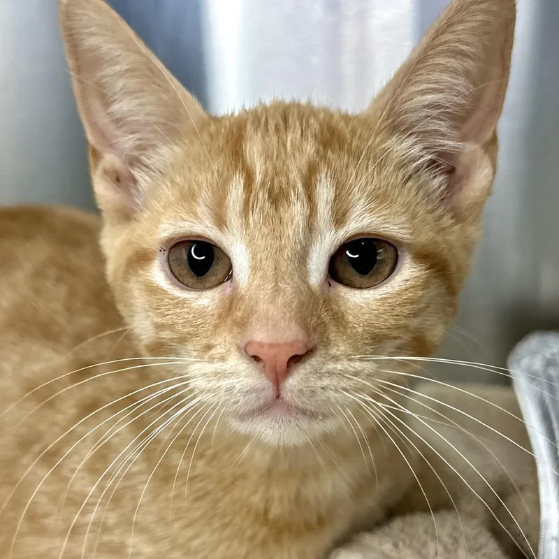 A baby small-sized female Orange / Red Domestic Short Hair cat named April for adoption in Matteson, IL
