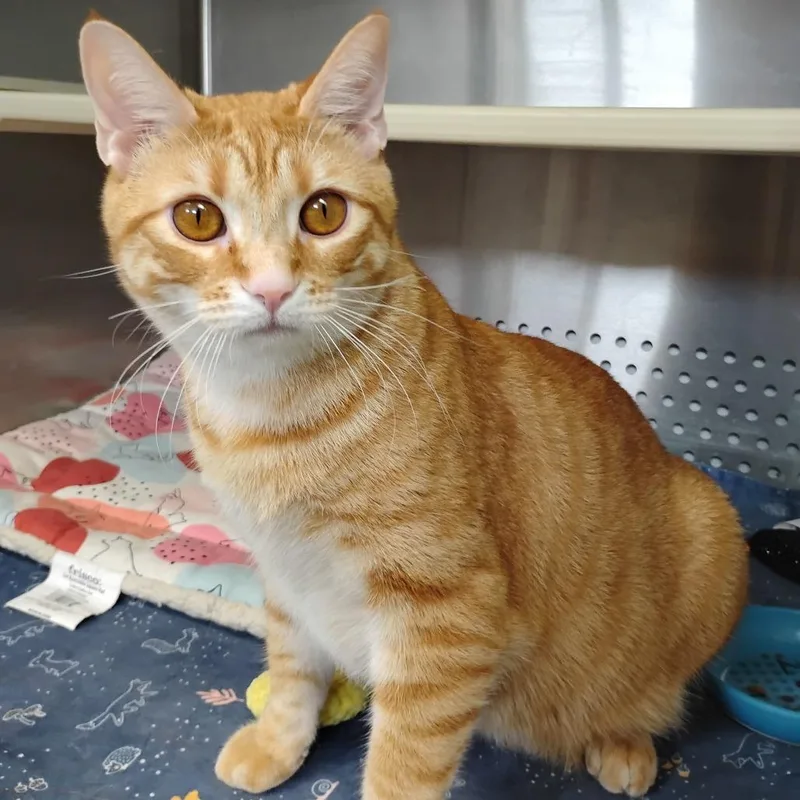 A young small-sized male Orange / Red Domestic Short Hair cat named Butterscotch for adoption in Winchester, TN