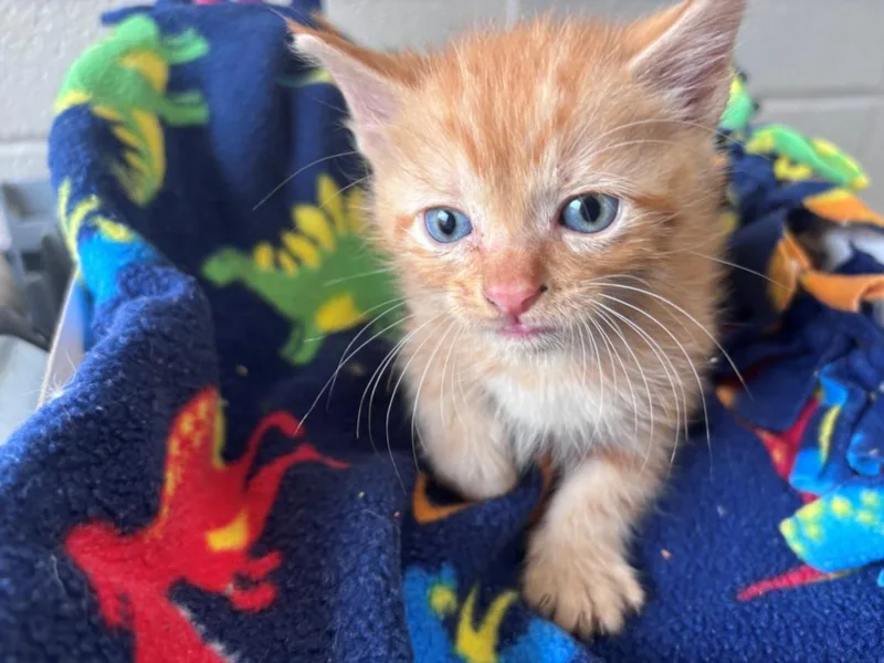 A baby small-sized male Domestic Short Hair cat named Caden for adoption in Houston, TX