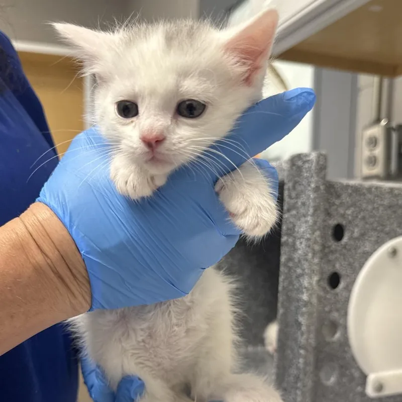 A baby small-sized male White Domestic Short Hair cat named West for adoption in Greenville, SC