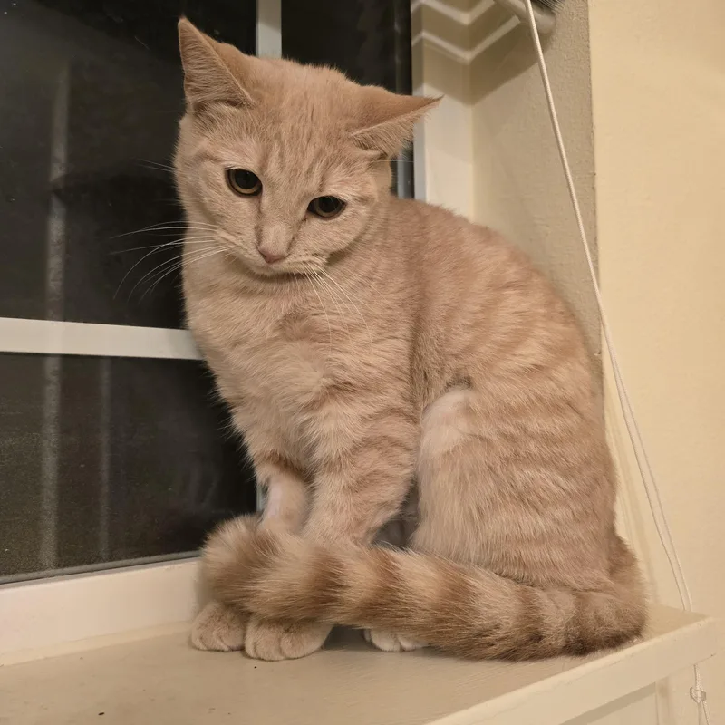A young small-sized female Tabby (Orange / Red) Domestic Short Hair cat named Nala for adoption in Othello, WA