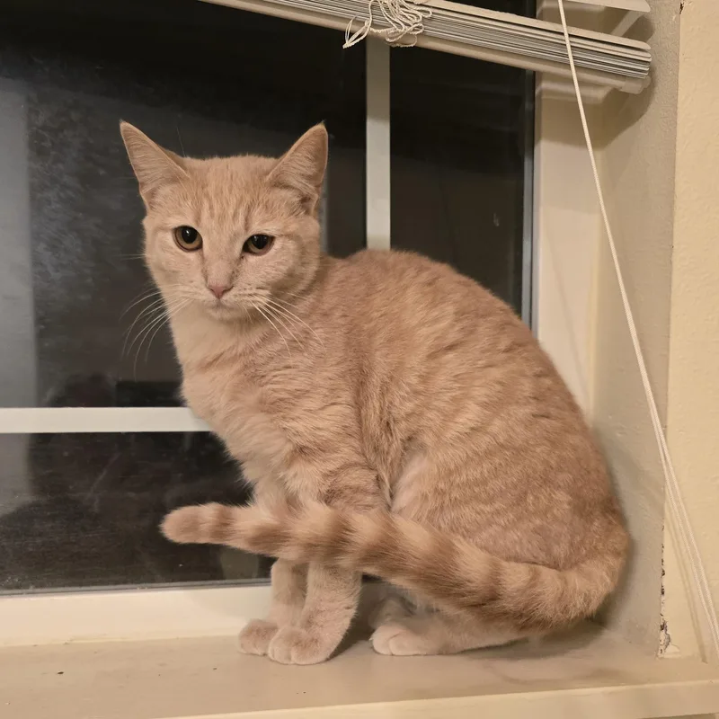 Nala thumbnail 2