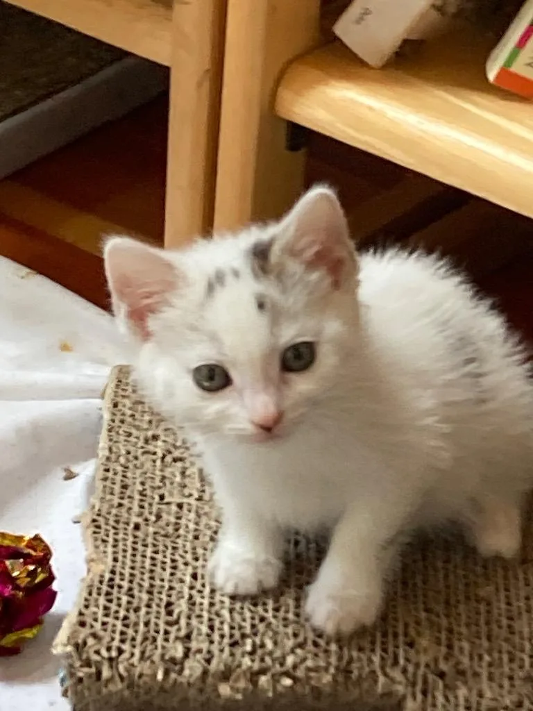 A baby small-sized female Tabby cat named Maureen for adoption in San Pedro, CA