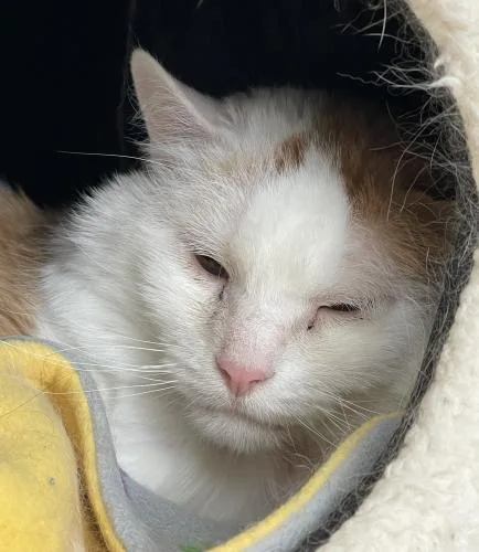 A senior large-sized male Domestic Medium Hair cat named Cheeto for adoption in Webster, MA