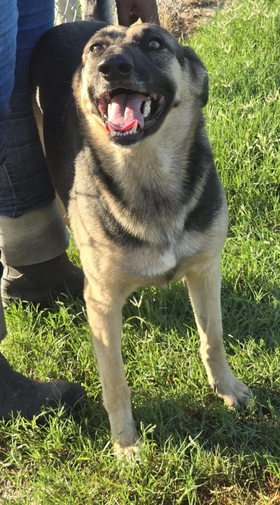 A young medium-sized female German Shepherd Dog dog named Mia for adoption in Humble, TX