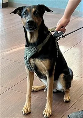 An adult large-sized male Doberman Pinscher dog named Saint for adoption in Chatsworth, CA