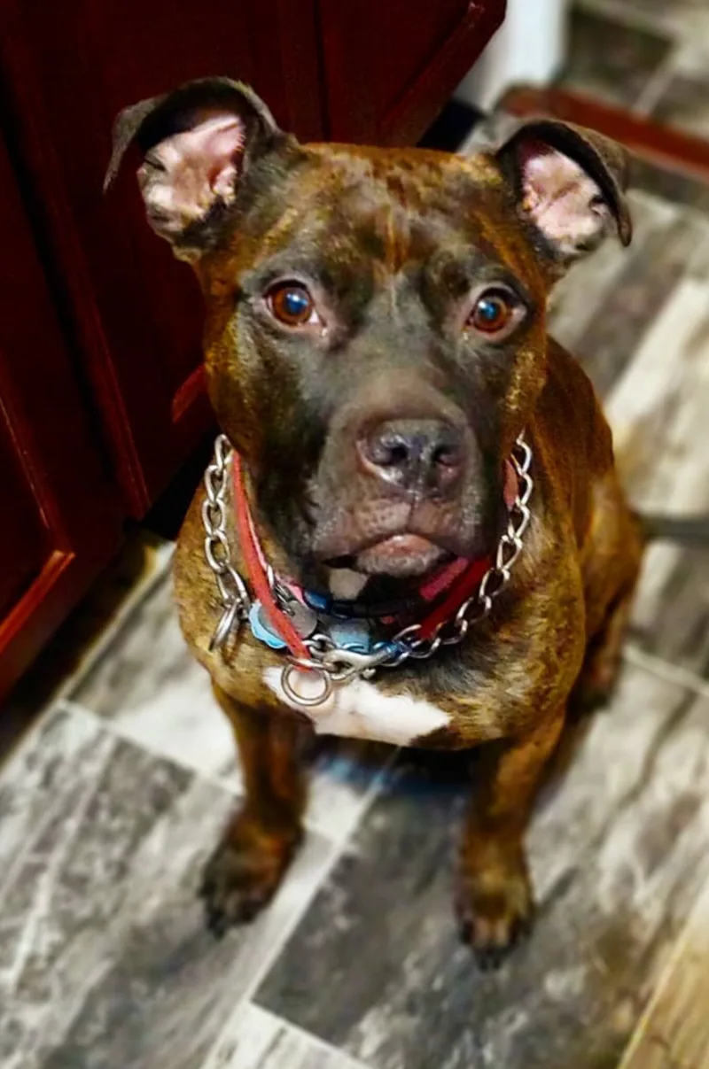 Andromeda thumbnail 2