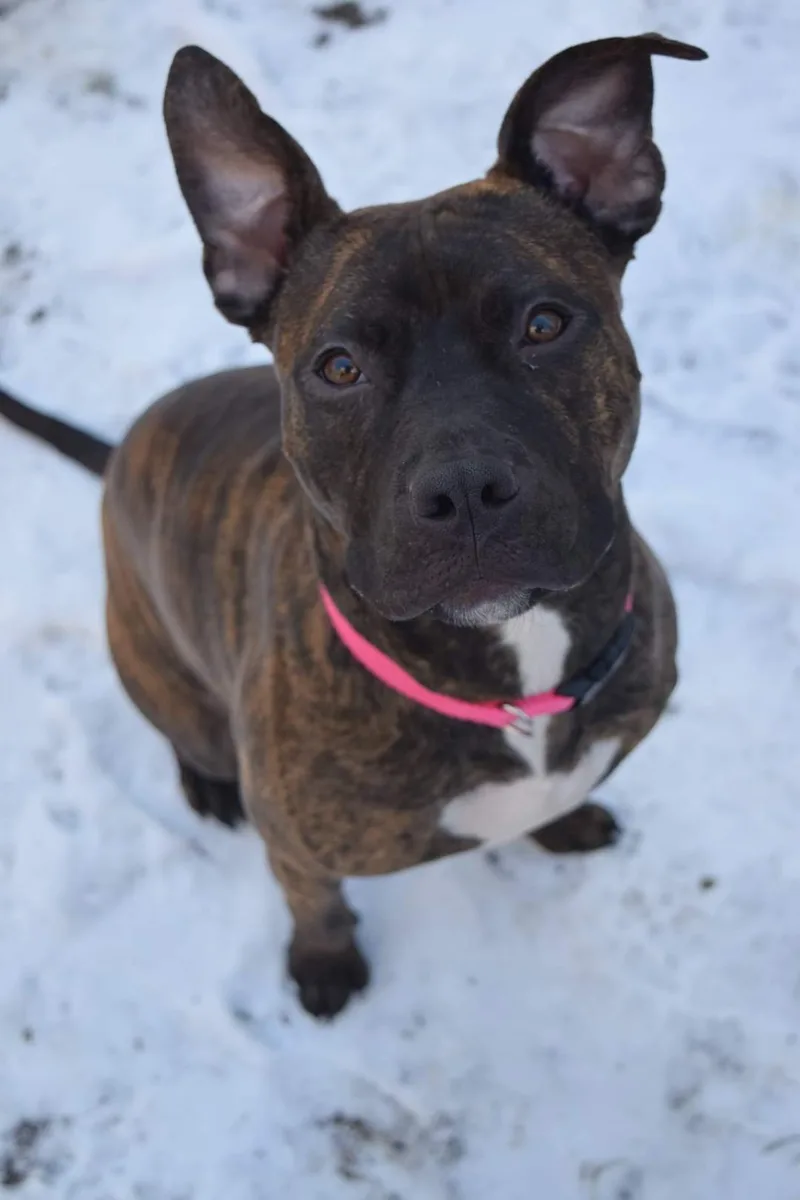 Andromeda thumbnail 3