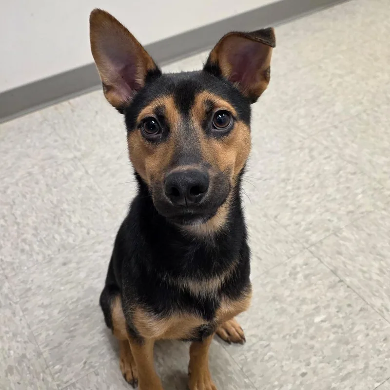 A young medium-sized male Shepherd dog named Highland for adoption in Chatham, VA
