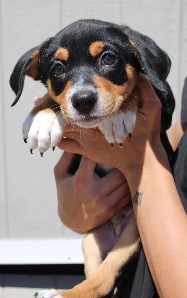 A baby medium-sized female Border Collie dog named Halston for adoption in Vacaville, CA