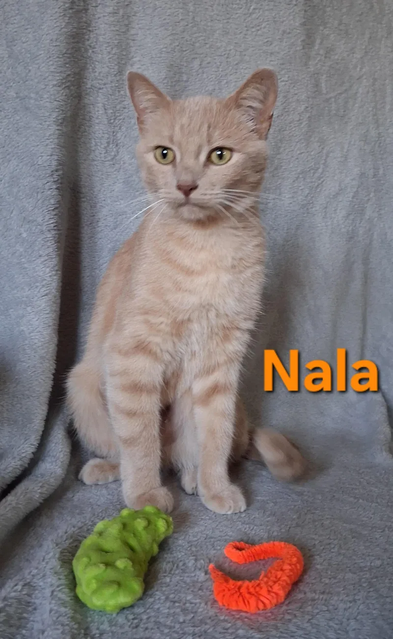 An adult medium-sized female Buff / Tan / Fawn Domestic Short Hair cat named Nala for adoption in Peoria, IL